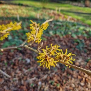 Hamamelis mollis 'Iwado'