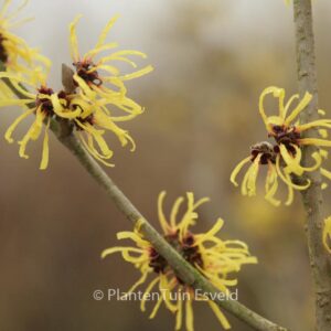 Hamamelis mollis 'Wisley Supreme'