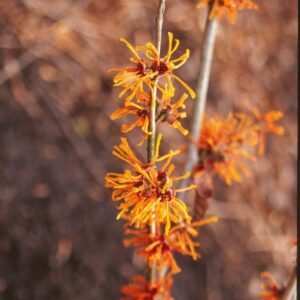 Hamamelis x intermedia 'Aphrodite'