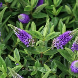 Hebe 'Zakira' (HEBEDONNA BRITTA)