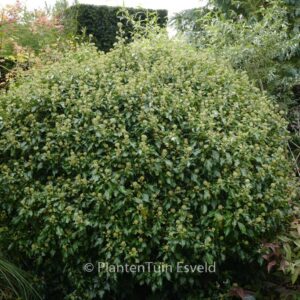 Hedera helix Arborescent Group