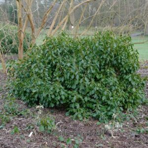 Hedera helix 'Arbori Purple' (Arborescent Group)