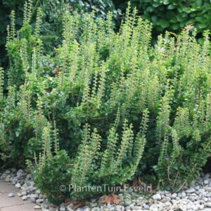 Hedera helix 'Erecta'