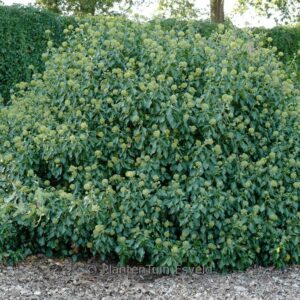 Hedera helix 'Fryslan' (Arborescent Group)