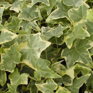 Hedera helix 'Goldchild'
