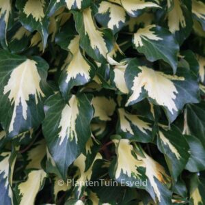 Hedera helix 'Goldheart'