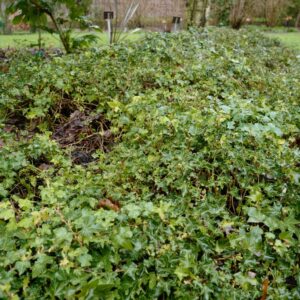 Hedera helix 'Green Ripple'
