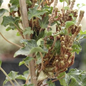 Hedera helix 'Ivalace'