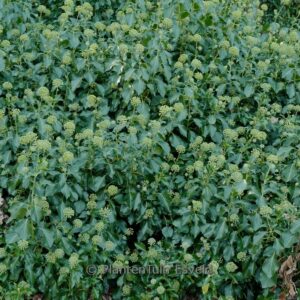 Hedera helix 'Kejon' (Arborescent Group)