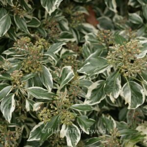 Hedera helix 'Marginata Elegantissima'