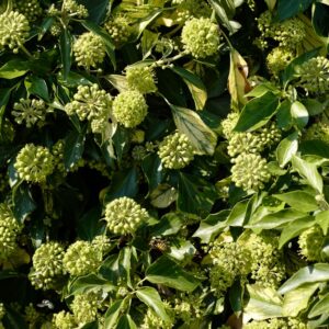 Hedera helix 'Mary Eggins' (Arborescent Group)