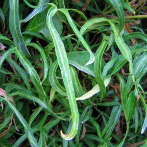 Hedera helix 'Sagittifolia'