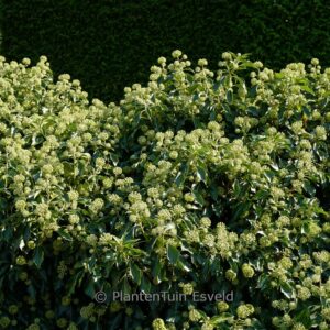 Hedera helix 'Simone' (Arborescent Group)