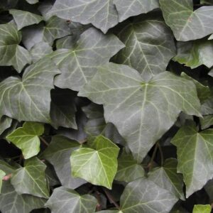 Hedera helix 'Woerner'