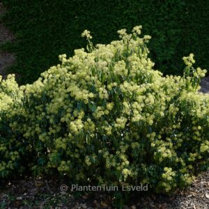 Hedera helix 'Zorgvlied' (Arborescent Group)