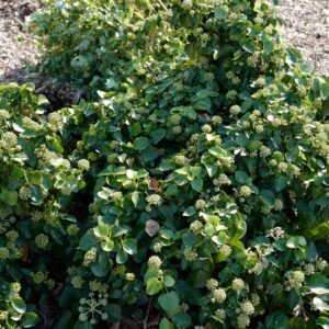Hedera hibernica 'Arbori Compact'