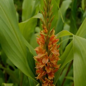 Hedychium densiflorum 'Assam Orange'