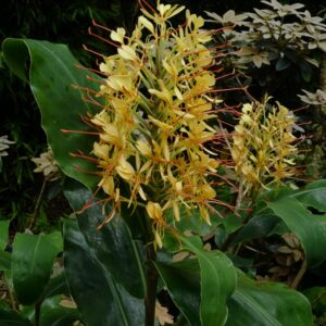 Hedychium gardnerianum