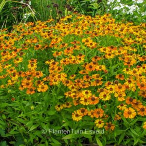 Helenium 'Amber Dwarf'