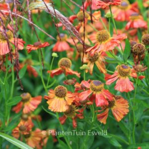 Helenium 'Baudirektor Linne'