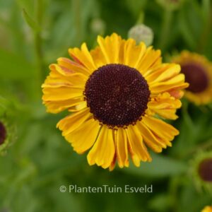 Helenium 'Carmen' (UFO)