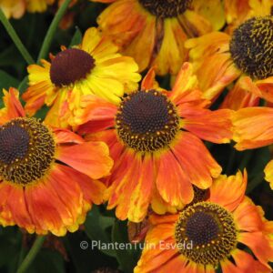 Helenium 'Helbro' (MARDI GRAS)