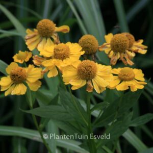 Helenium 'Kanaria'