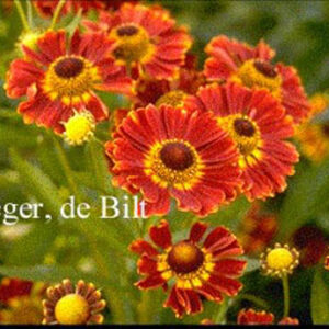 Helenium 'Koenigstiger'