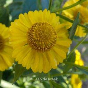 Helenium 'Kugelsonne'