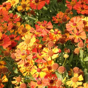 Helenium 'Little Orange'
