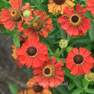 Helenium 'Meranti'