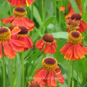 Helenium 'Moerheim Beauty'