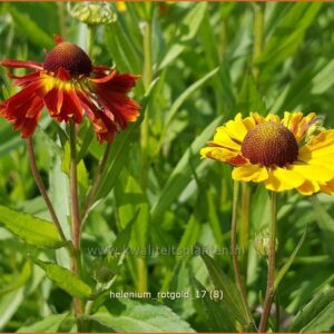 Helenium 'Rotgold'