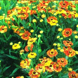 Helenium 'Wonadonga'