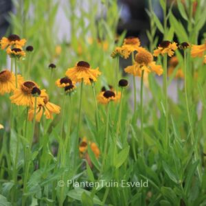 Helenium bigelovii 'The Bishop'