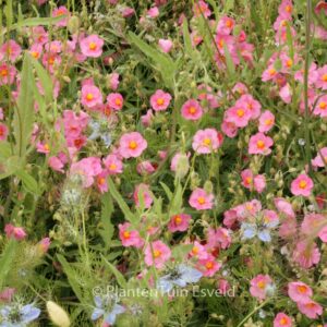 Helianthemum 'Ben Hope'