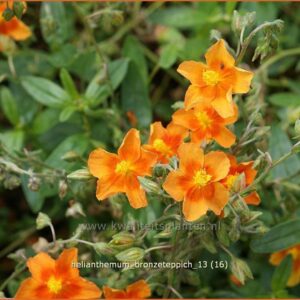 Helianthemum 'Bronzeteppich'