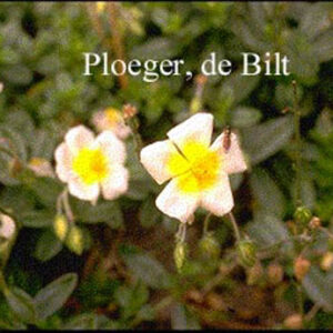 Helianthemum 'Elfenbeinglanz'