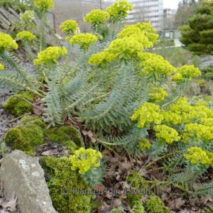 Helianthemum 'Henfield Brilliant'