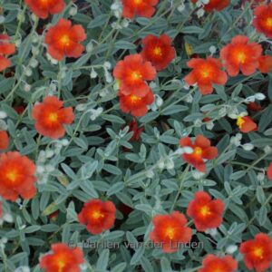 Helianthemum 'Red Dragon'