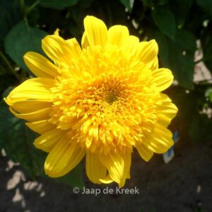 Helianthus 'Double Whammy'