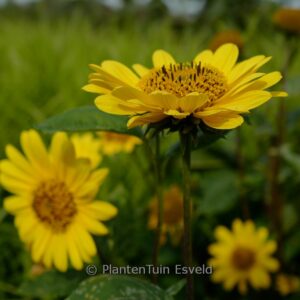 Helianthus 'Suncatcher Pure Gold'