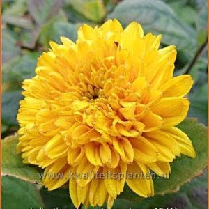 Helianthus decapetalus 'Plenus'