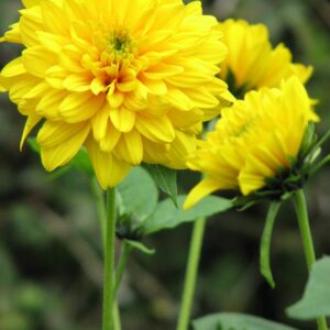 Helianthus decapetalus 'Soleil d'Or'