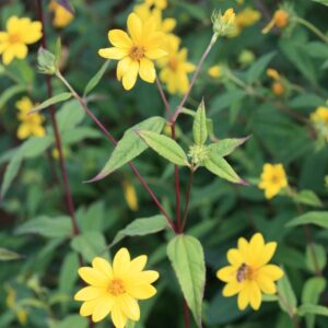 Helianthus microcephalus