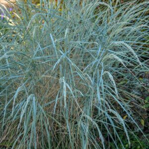 Helictotrichon sempervirens