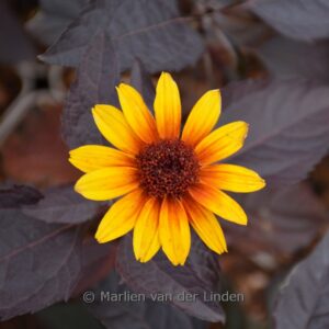 Heliopsis helianthoides 'Funky Spinner'