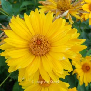 Heliopsis helianthoides 'Mars'