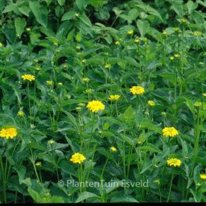 Heliopsis helianthoides 'Summer Sun'