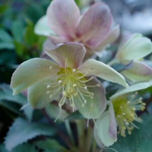 Helleborus 'Silver Dollar'